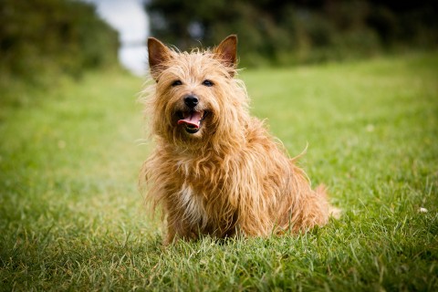 萌狗约克夏梗犬