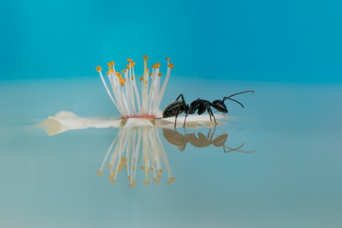 花瓣上的蚂蚁