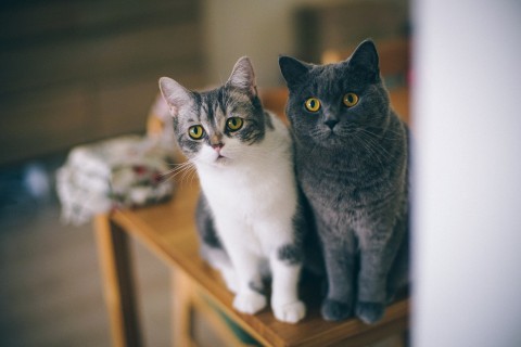 两只可爱猫咪