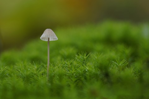 顽强的小蘑菇