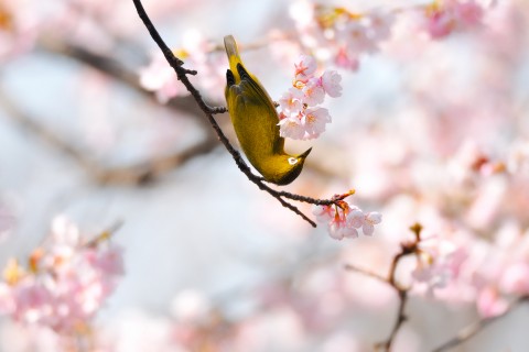 樱花簇拥中的绣眼鸟