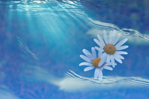 海上漂流的雏菊