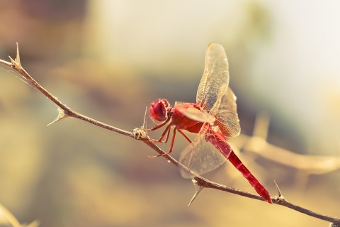 唯美红蜻蜓