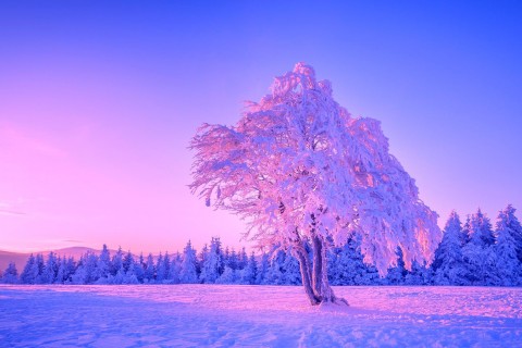 冬日里的唯美大树