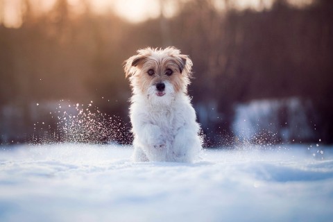 雪地里玩耍的小狗
