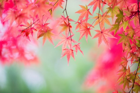 秋天的美丽枫叶