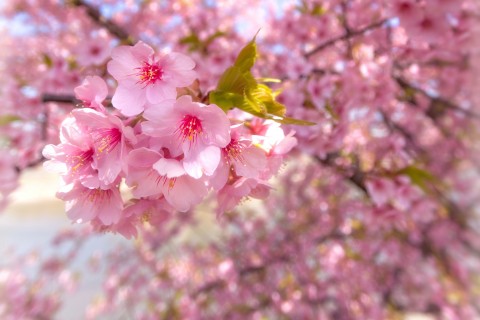 盛开的粉色樱花