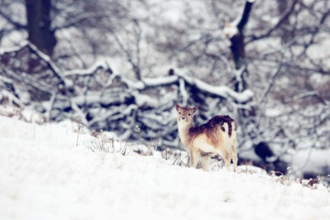 雪地里的小鹿