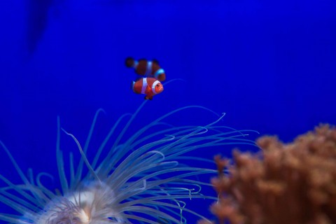 海底小丑鱼