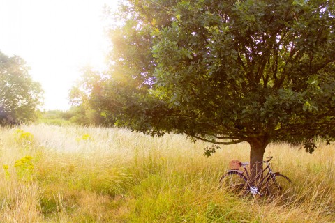 树下的自行车