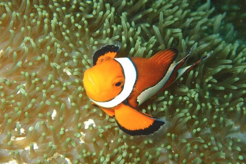 海底里的可爱小丑鱼