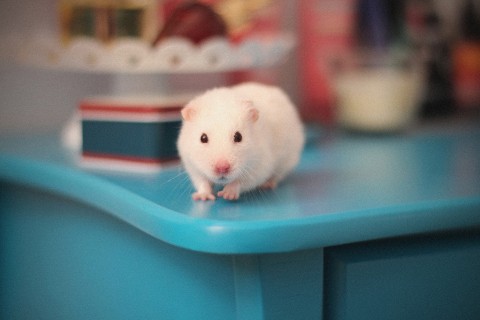 桌上小白鼠