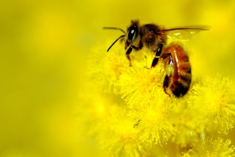 微距镜头下的蜜蜂
