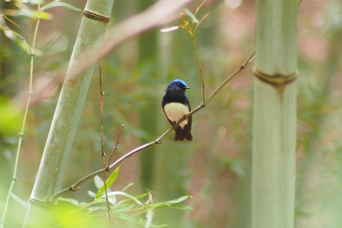 竹林里的小鸟