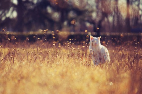 享受阳光的白猫