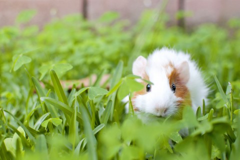 草地上的可爱老鼠