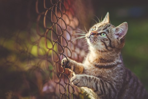 仰望天空的猫咪