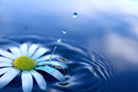 水里的雏菊