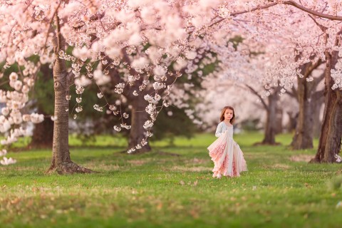 樱花树下的小女孩