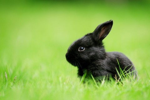 草地上的小黑兔