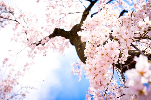 樱花开的季节