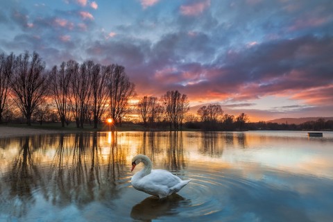 湖中的美丽天鹅
