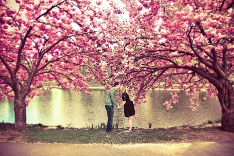 樱花树下的情侣