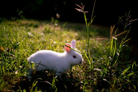 呆萌小白兔