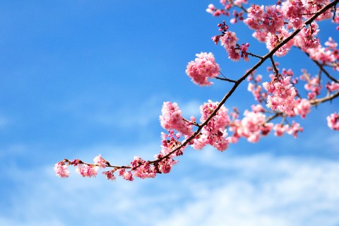 蓝天下的粉色花卉