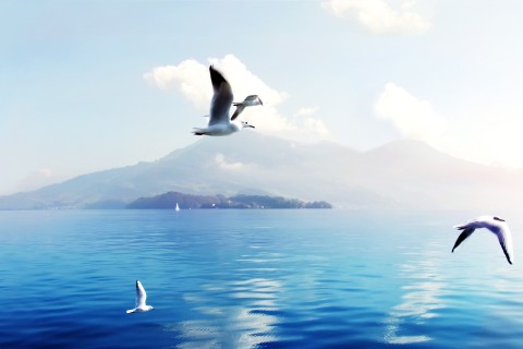 蓝天飞翔的海鸥
