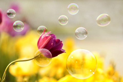 泡泡簇拥下的花卉
