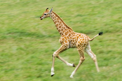 奔跑的长颈鹿