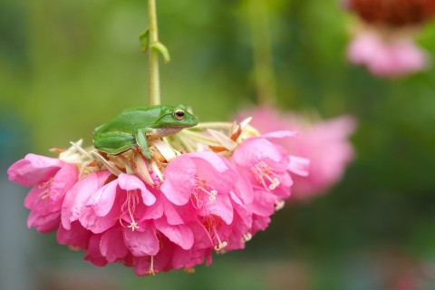 花卉上的青蛙