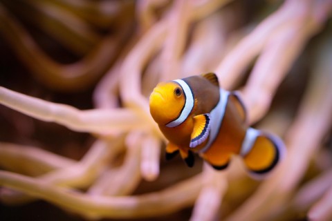 海底里的可爱小丑鱼