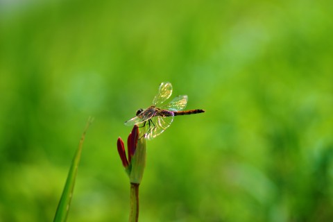 花尖上的蜻蜓