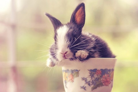 杯子里的小兔子