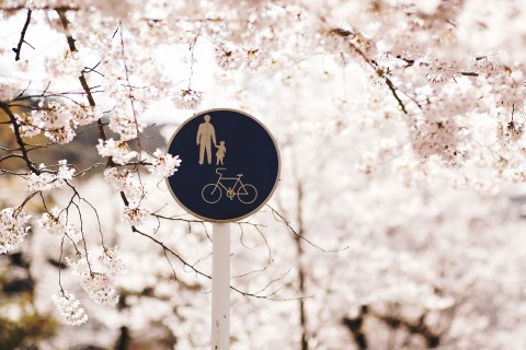 樱花树下的路牌
