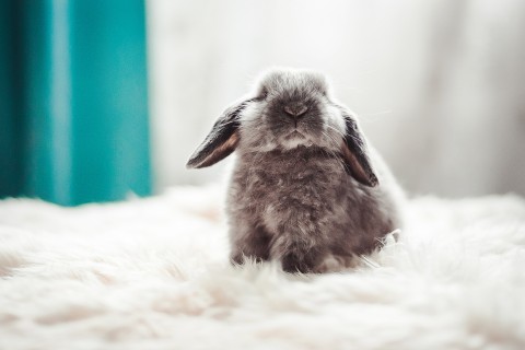 可爱的垂耳兔