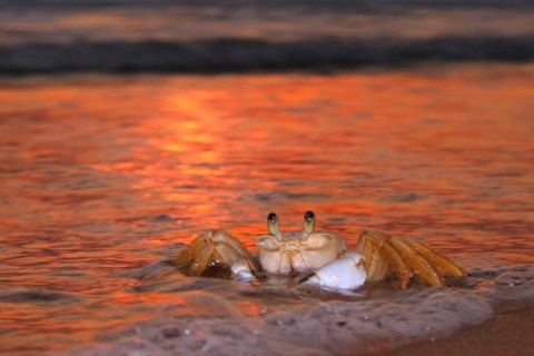 海滩上可爱螃蟹