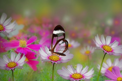花丛里的唯美蝴蝶