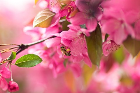 花丛里的小蜜蜂
