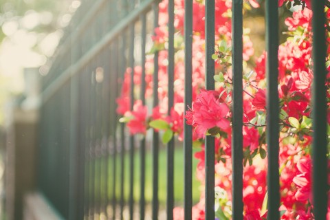 栅栏外的花卉