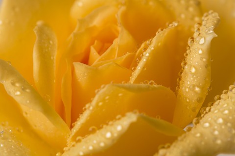 黄色花卉上的水珠