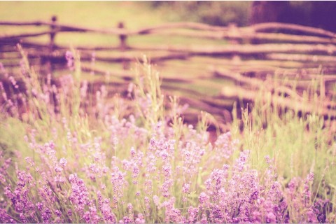 唯美紫色系花卉