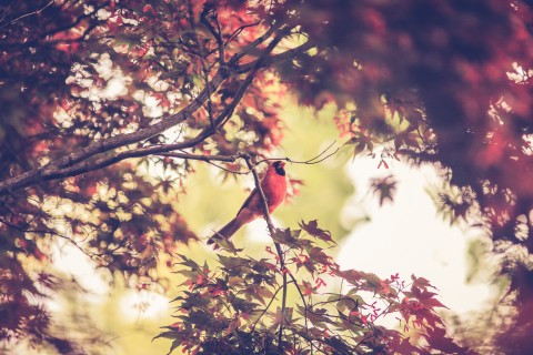树丛中的小鸟