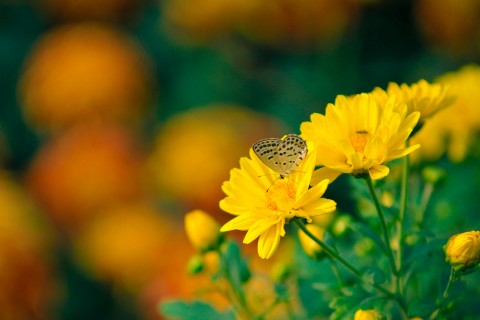 黄色花朵上的蝴蝶