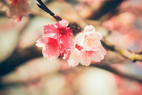 美丽盛开的樱花