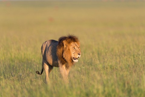 草原上的狮子