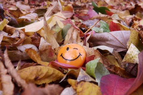 落叶中的笑脸