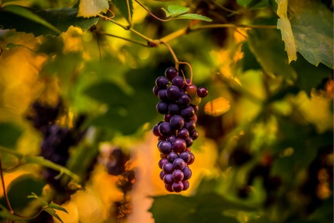 成熟的紫葡萄